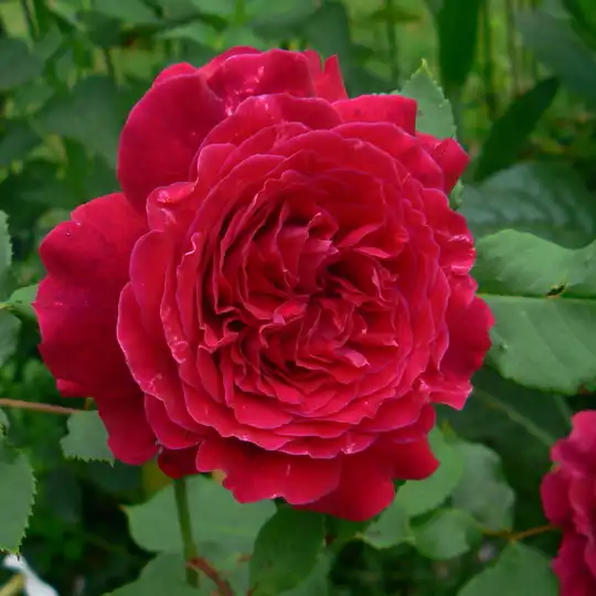 Trandafiri Perpetual hibrid - Trandafiri - Empereur du Maroc - 